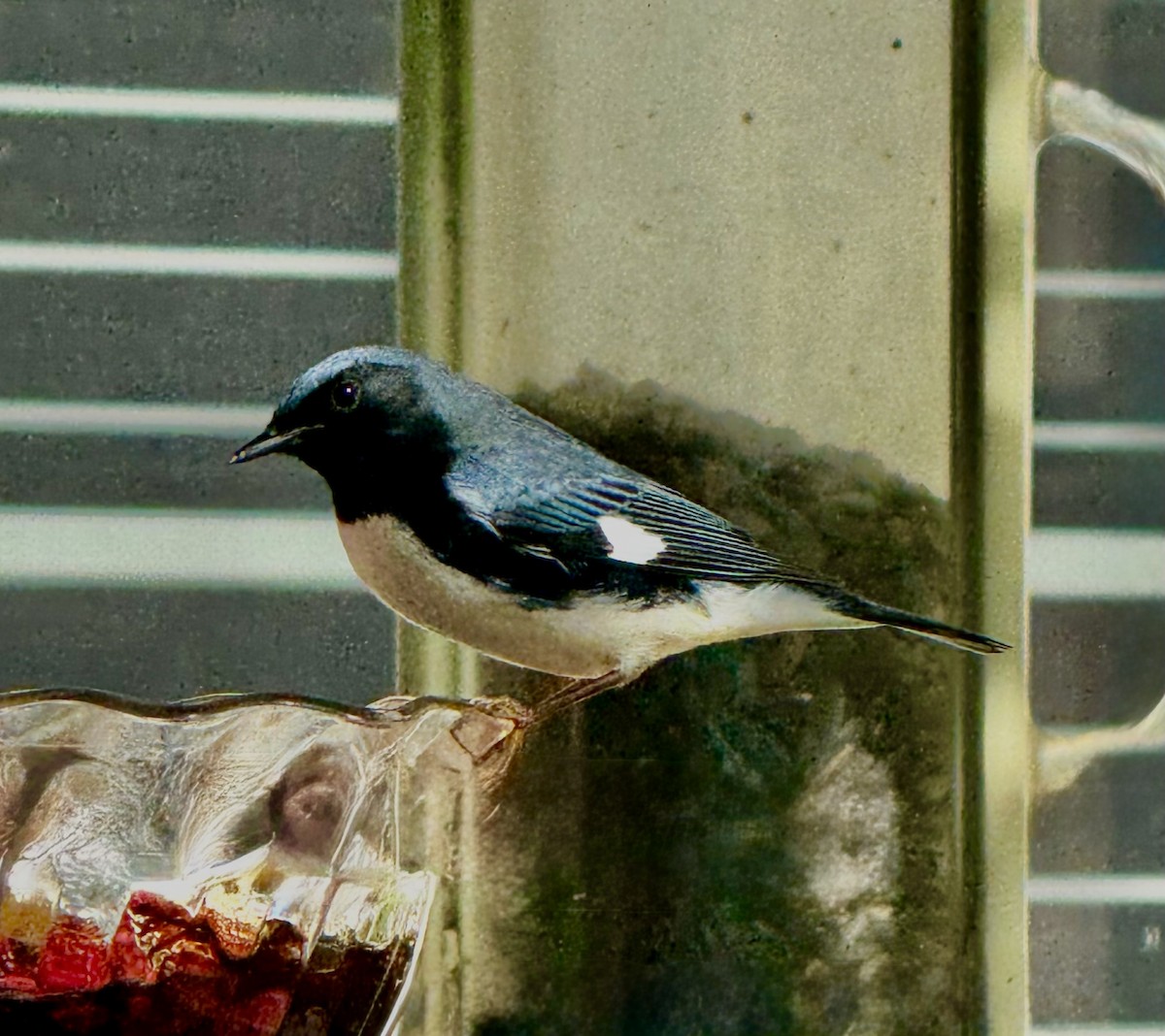 Black-throated Blue Warbler - ML642875964