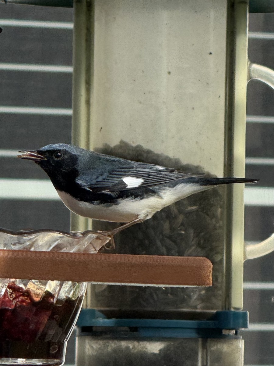 Black-throated Blue Warbler - ML642875965