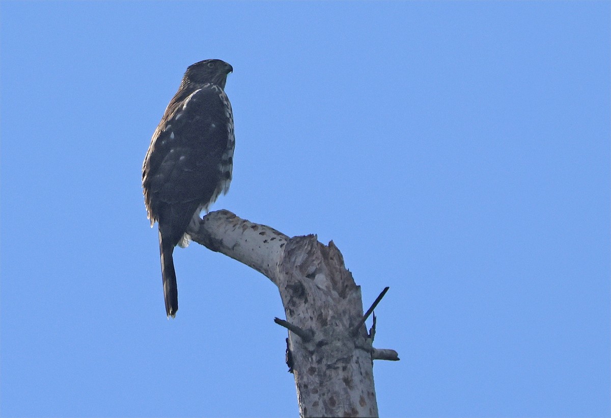 Cooper's Hawk - ML642875966