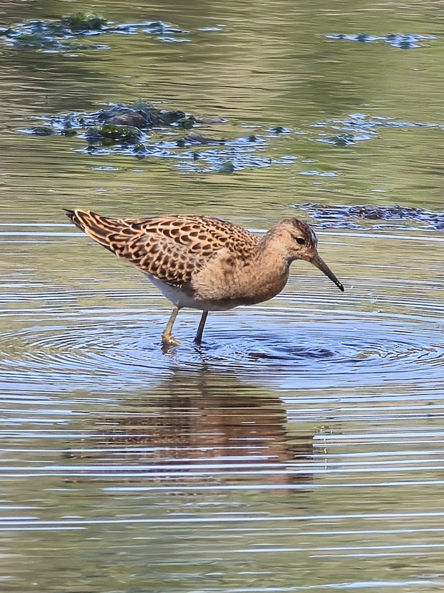 Ноцоо элсэг - ML642875967