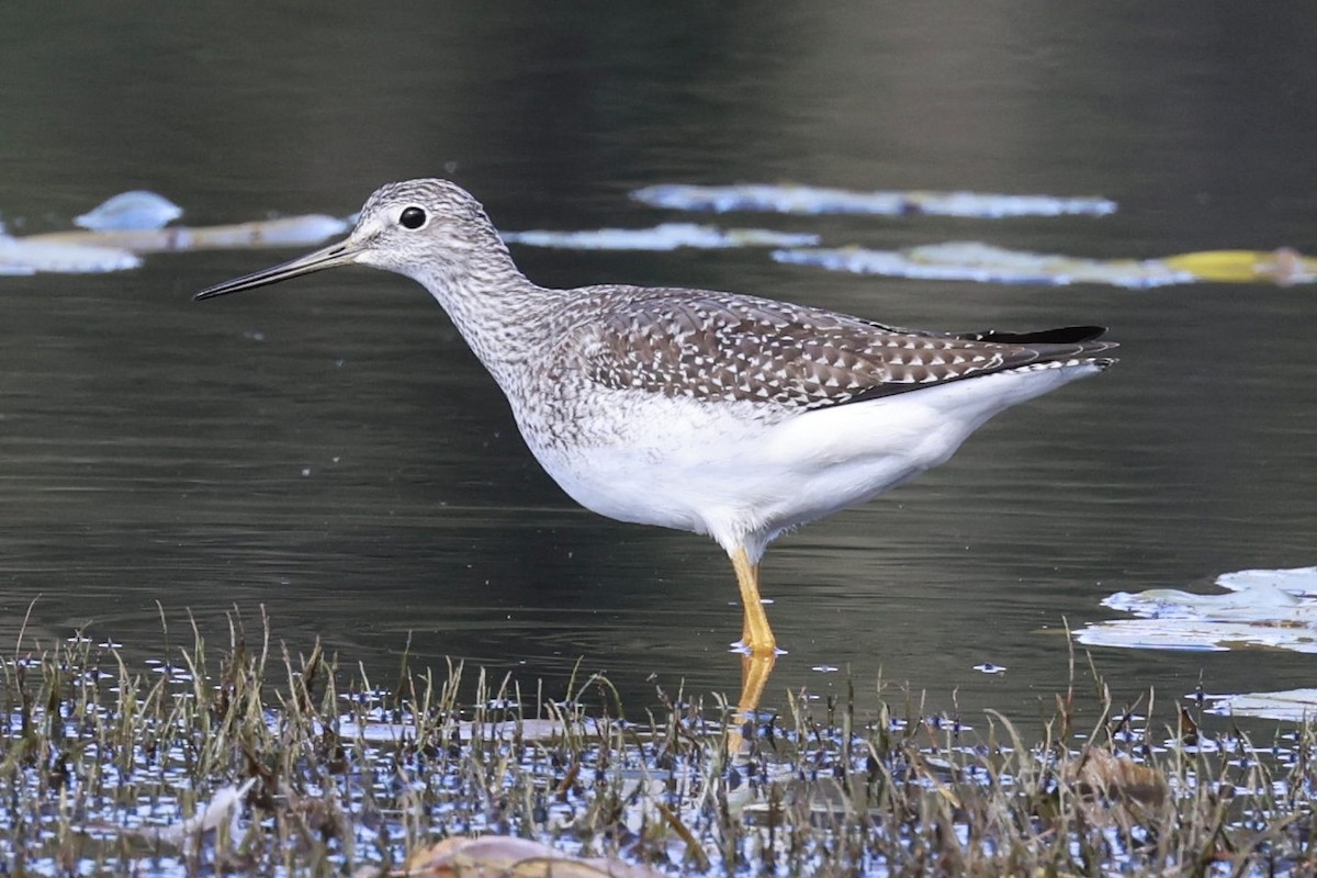 Greater Yellowlegs - ML642875968