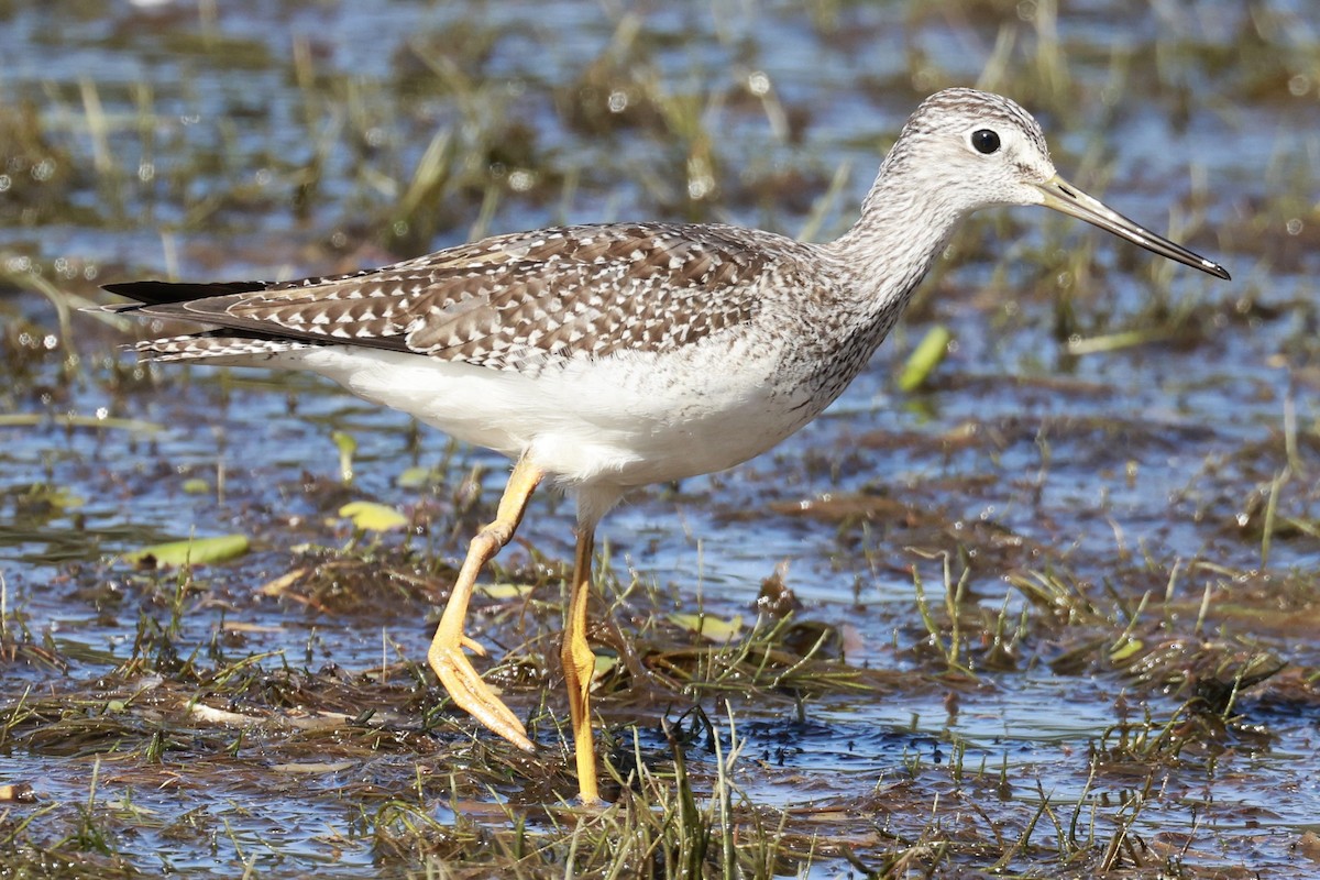 Kuliska hankahori handia - ML642875969