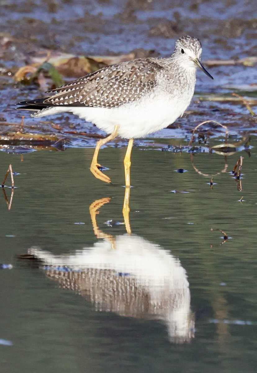 Kuliska hankahori handia - ML642875970