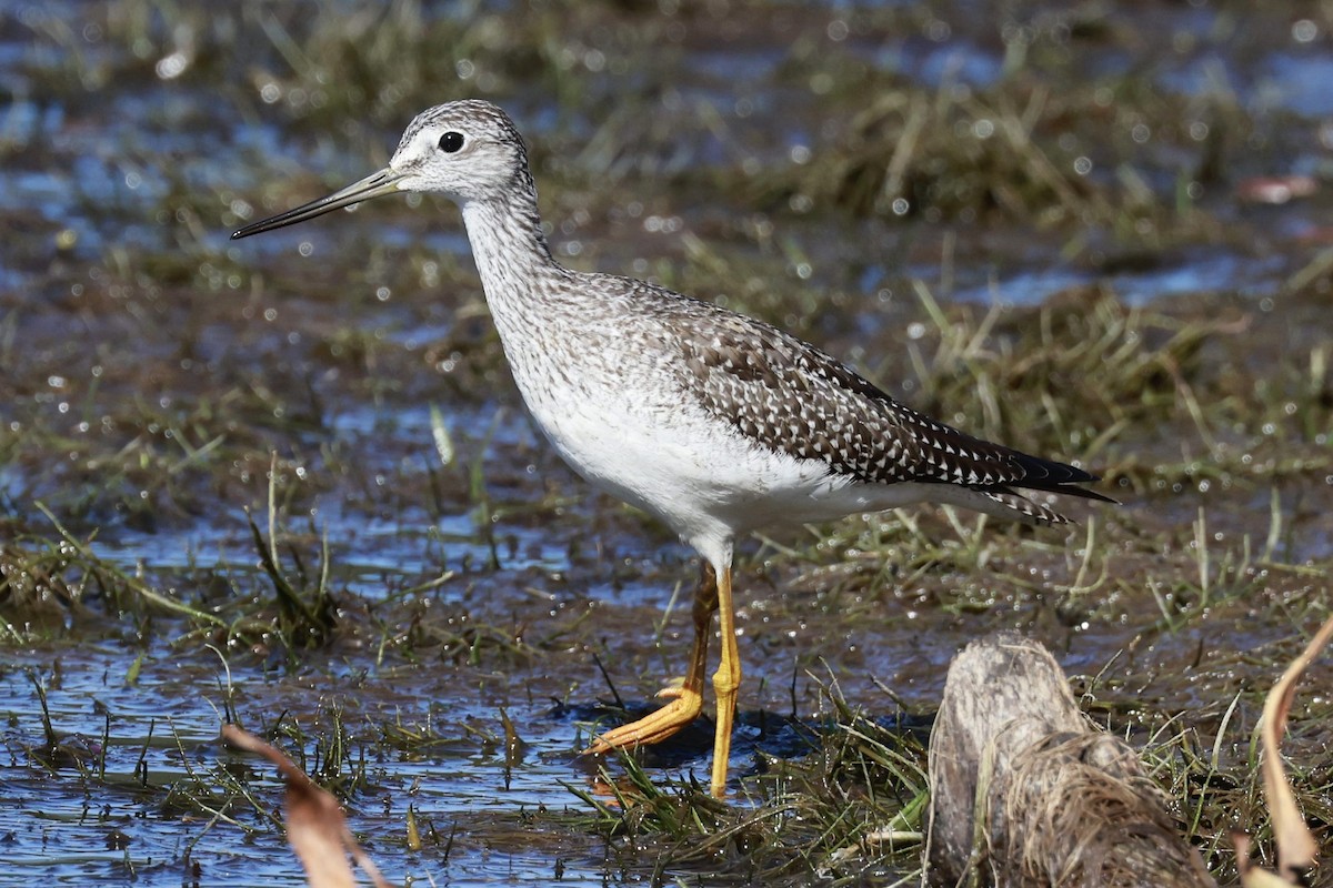 Kuliska hankahori handia - ML642875971