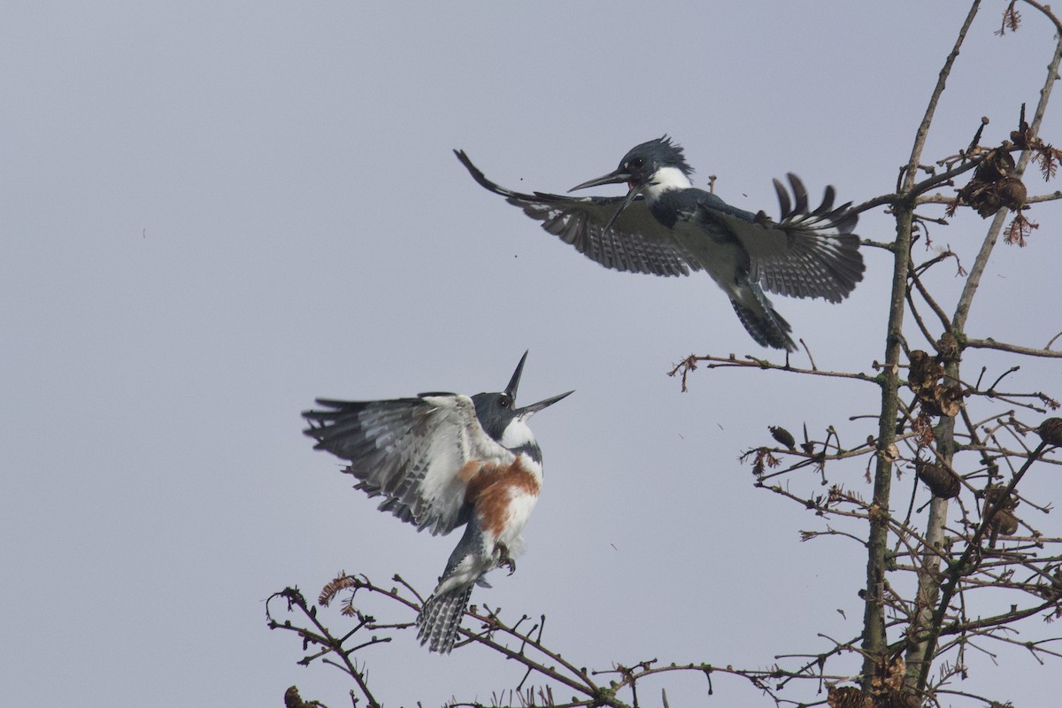 Belted Kingfisher - ML642875973