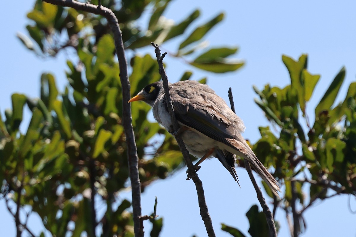 Noisy Miner - ML642875974