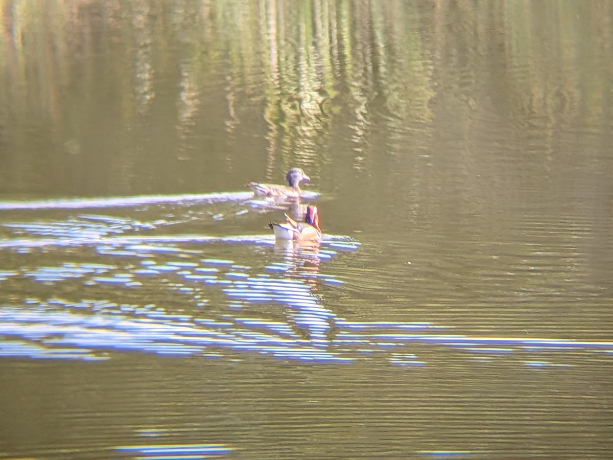 duck sp. - ML642875979