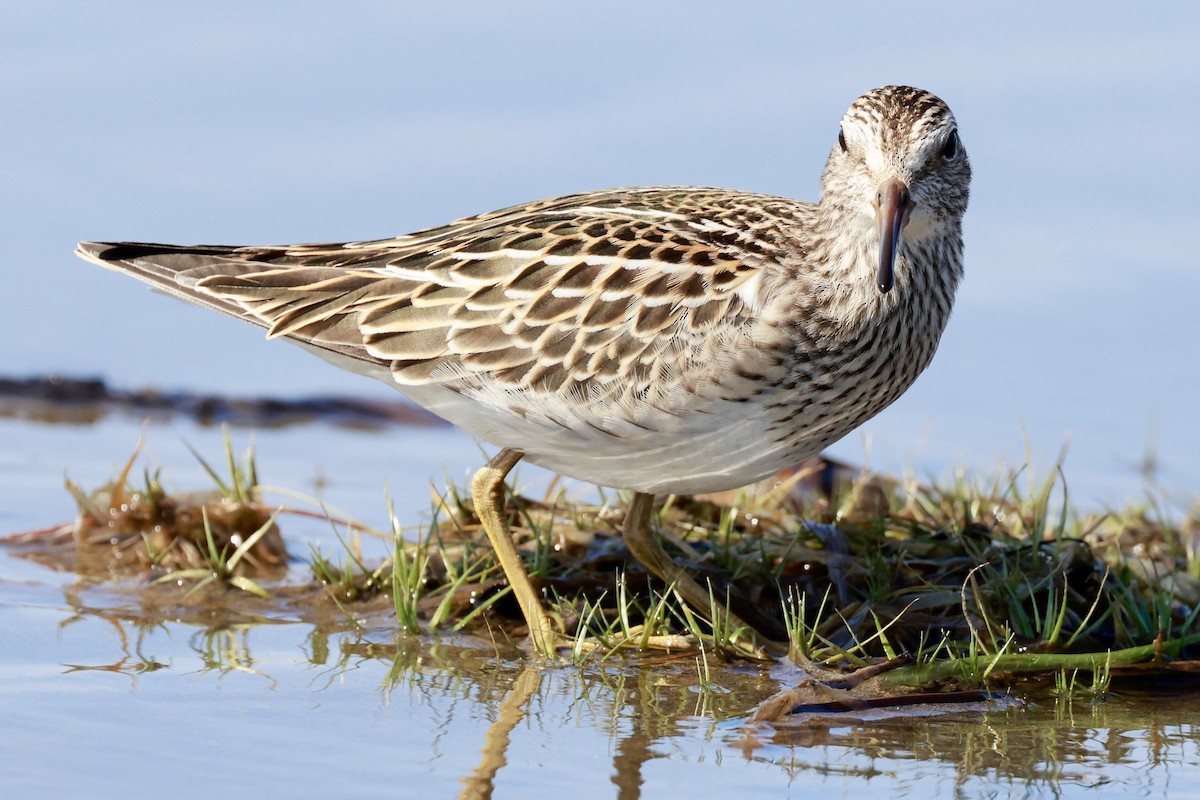 Txirri pektorala - ML642875983