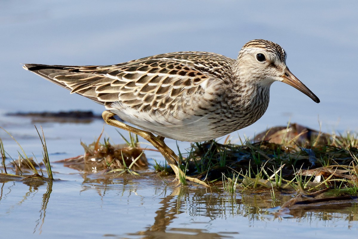 Txirri pektorala - ML642875985