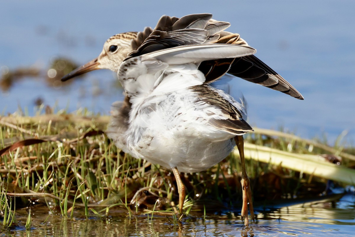 Txirri pektorala - ML642875986