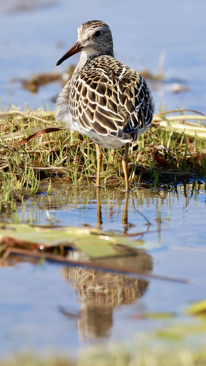 Txirri pektorala - ML642875988