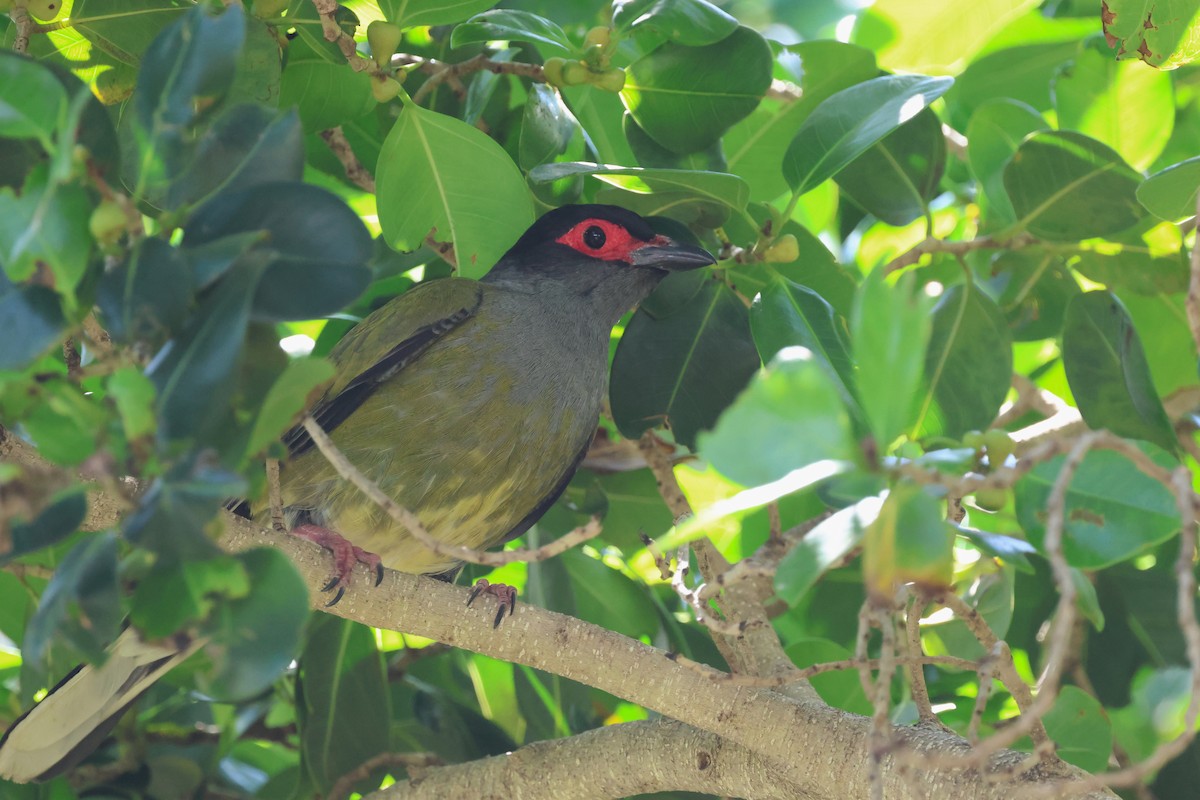 Australasian Figbird - ML642875991