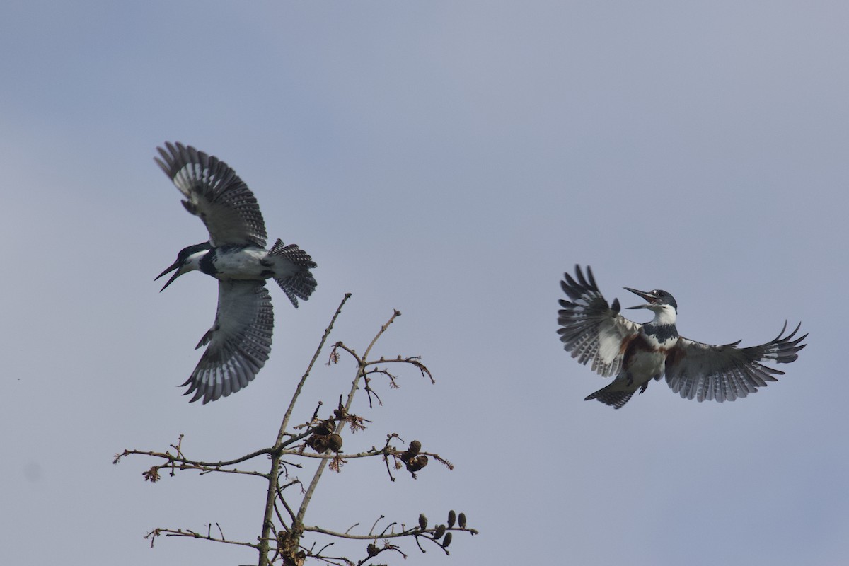 Belted Kingfisher - ML642875993