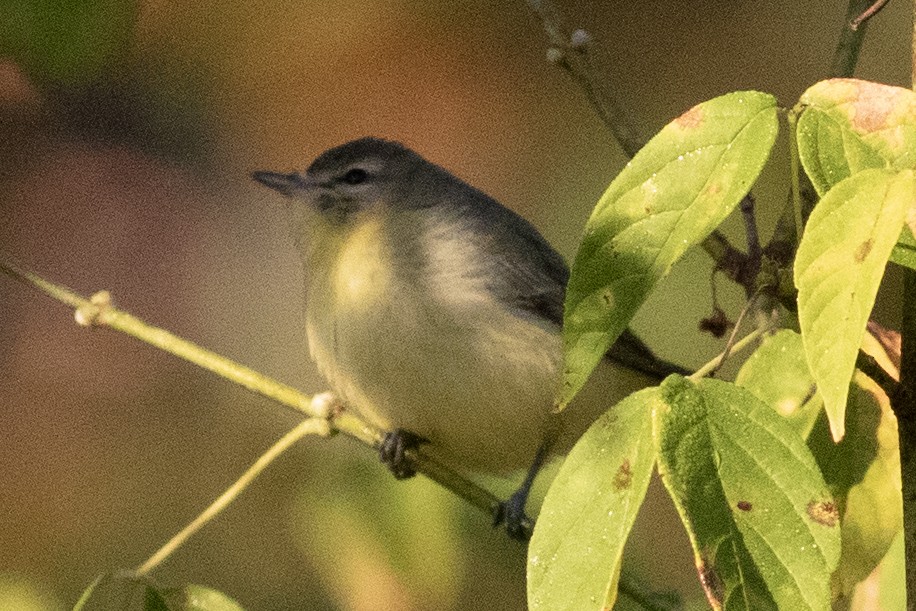 Philadelphia Vireo - ML642875995