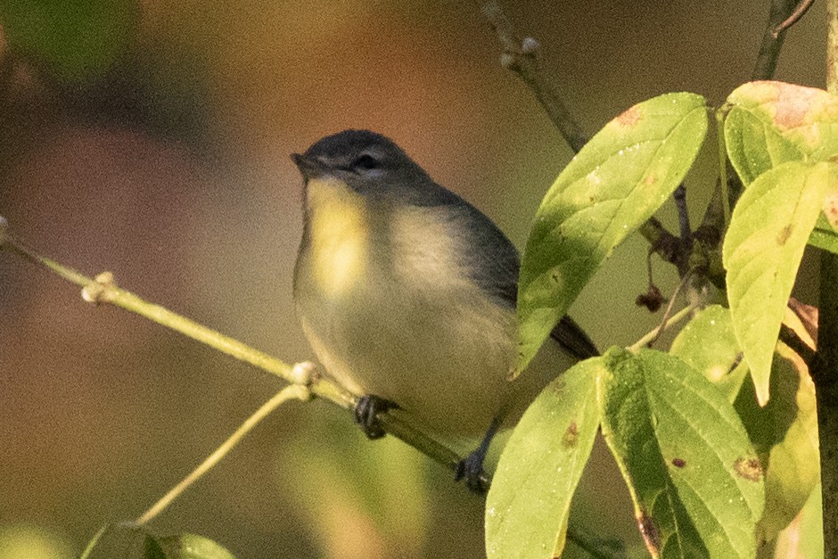 Philadelphia Vireo - ML642875996