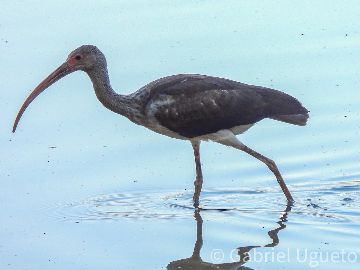 White Ibis - ML642875997