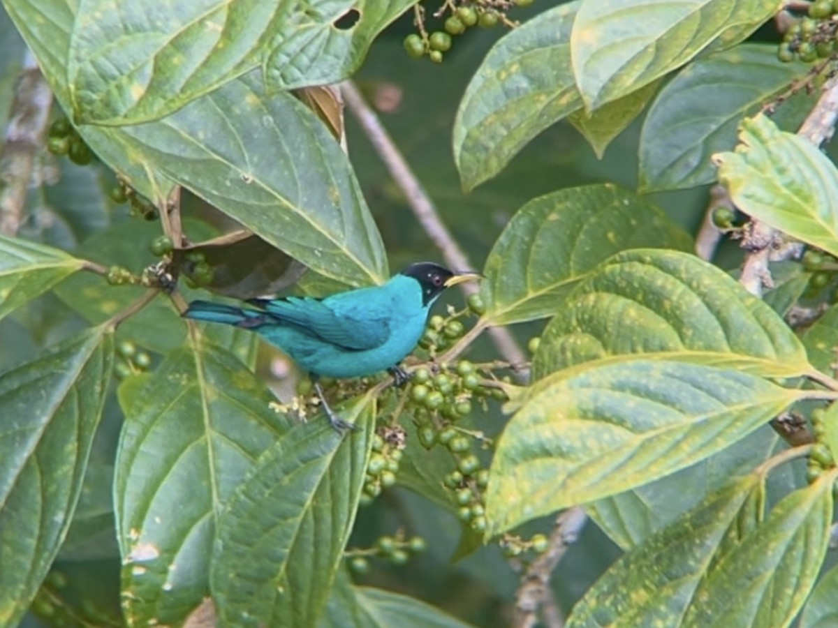 Green Honeycreeper - ML642875998