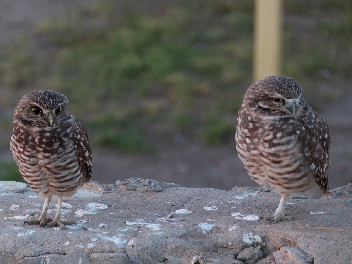 Burrowing Owl - ML642875999