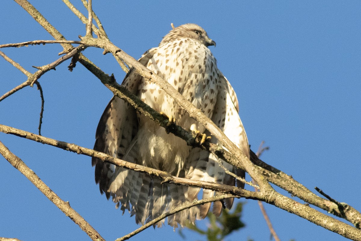 Red-shouldered Hawk - ML642876000