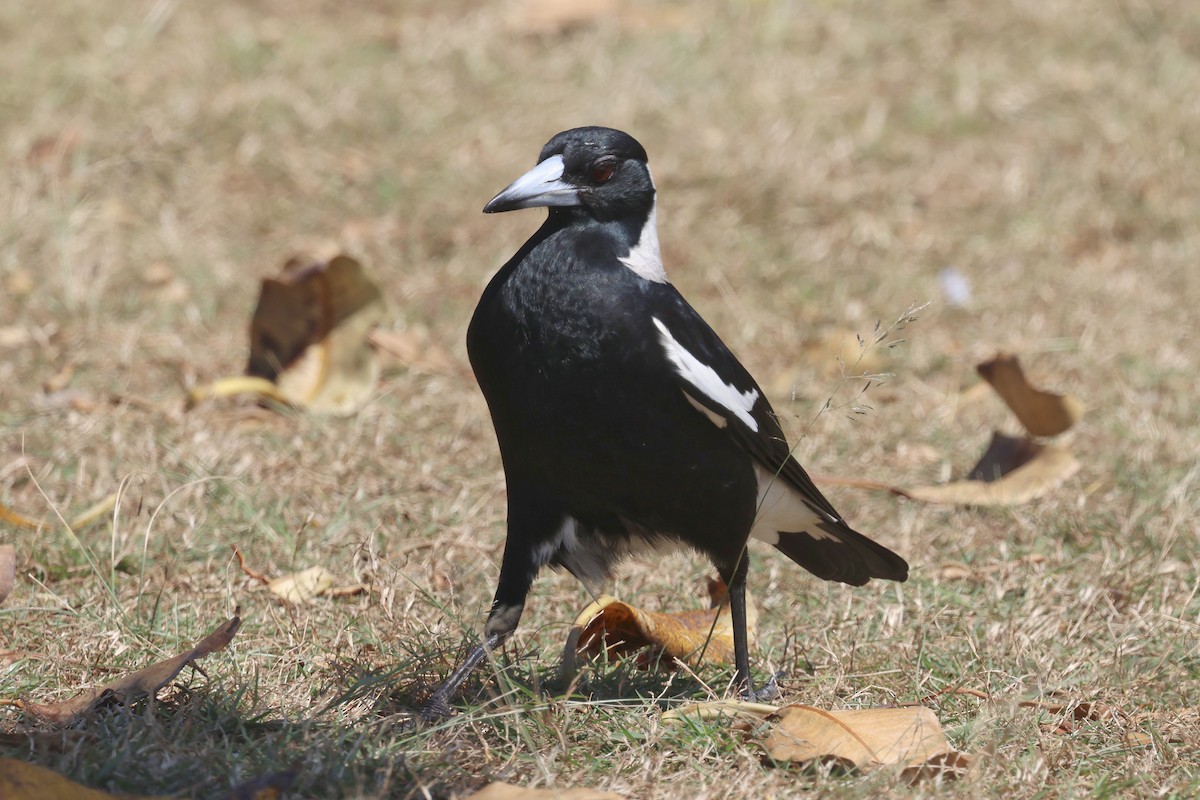 Australian Magpie (Black-backed) - ML642876003