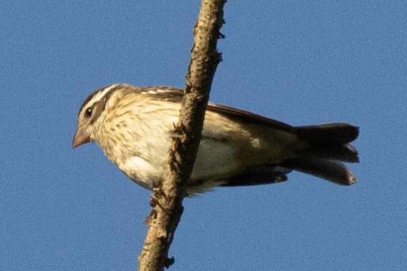 Rose-breasted Grosbeak - ML642876004