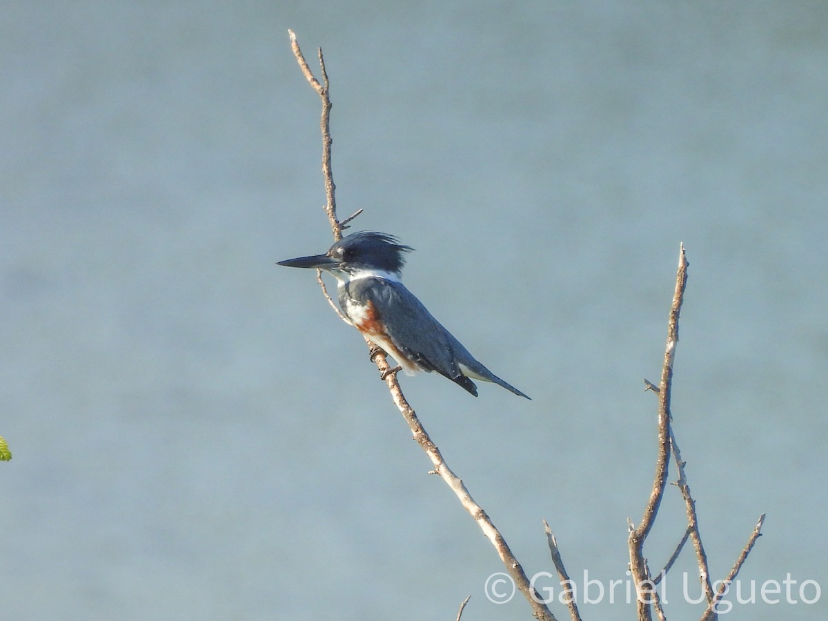 Belted Kingfisher - ML642876006