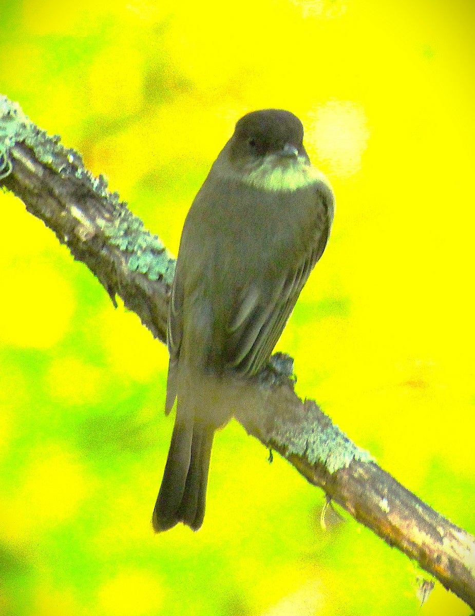 Eastern Phoebe - ML642876007
