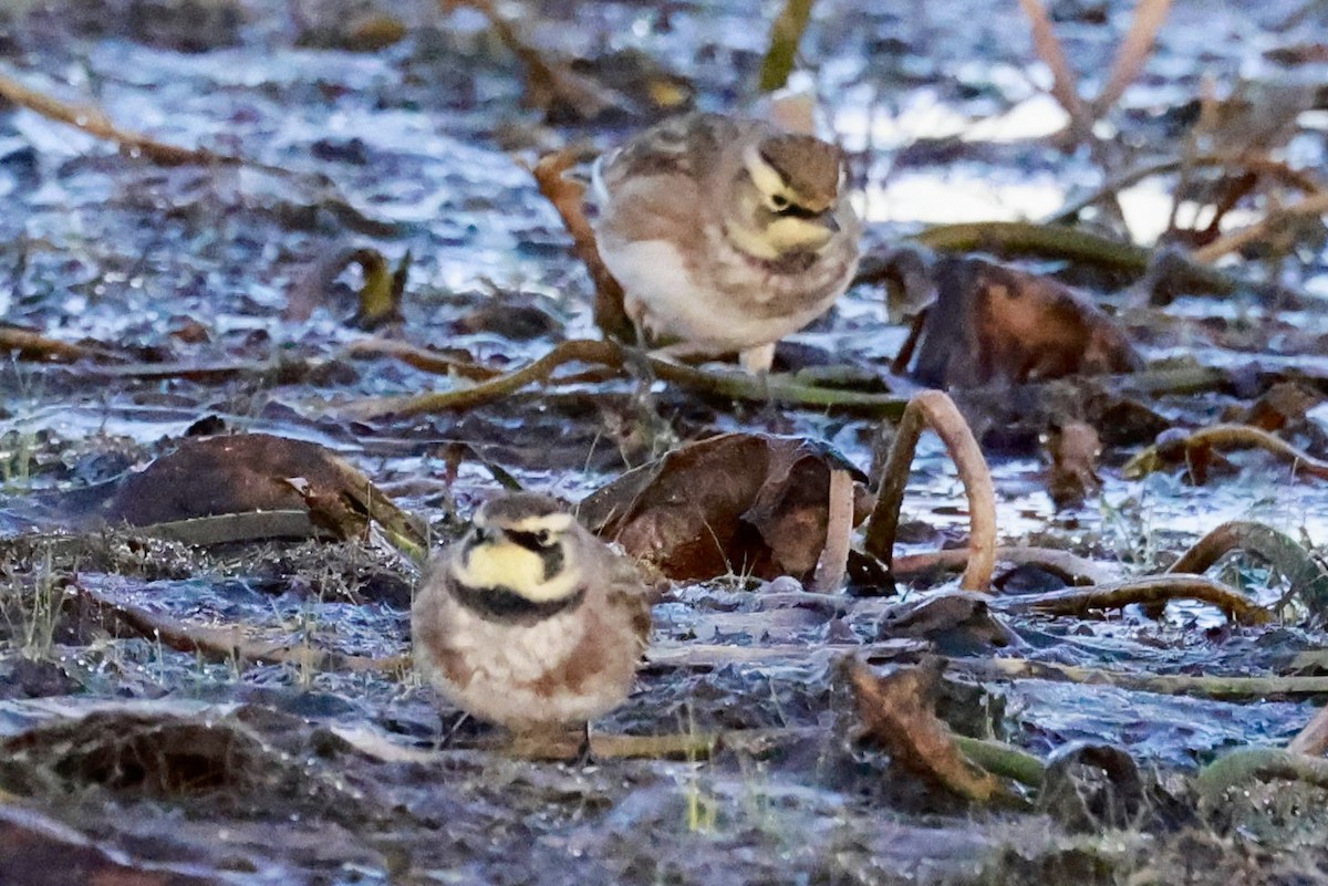 Hegatxabal adarduna - ML642876009