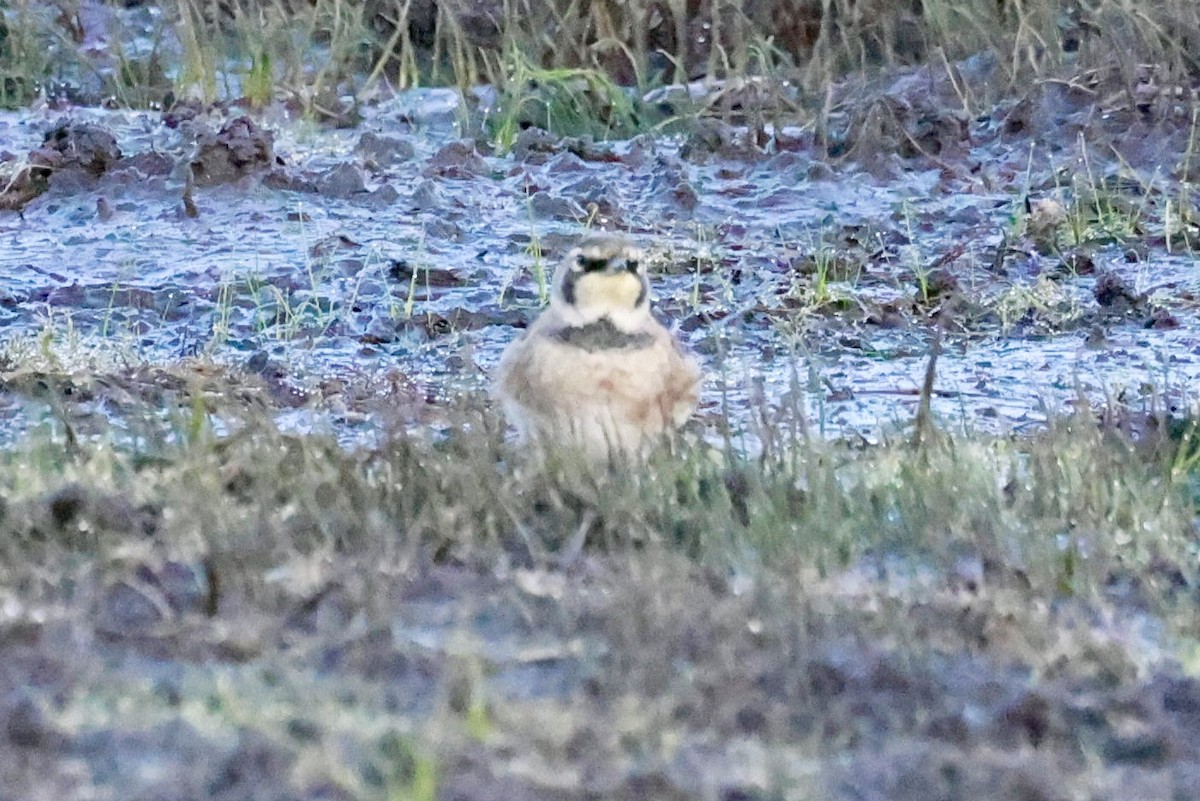 Horned Lark - ML642876010