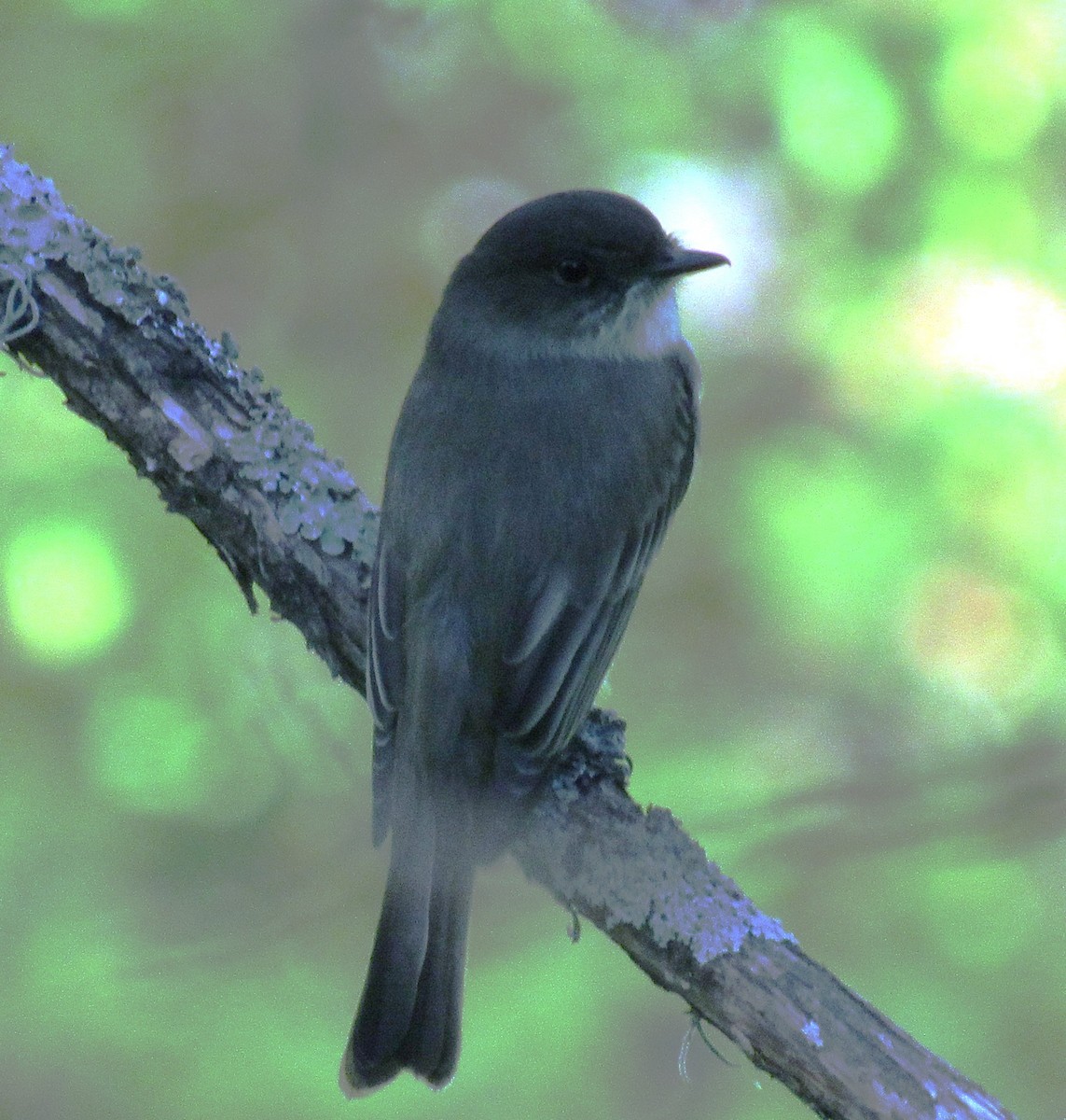 Eastern Phoebe - ML642876011