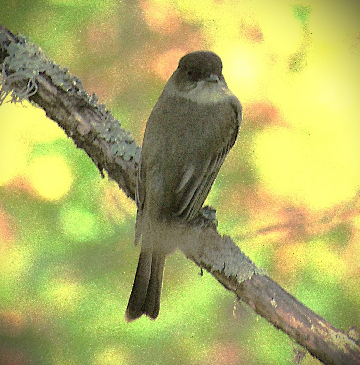 Eastern Phoebe - ML642876012