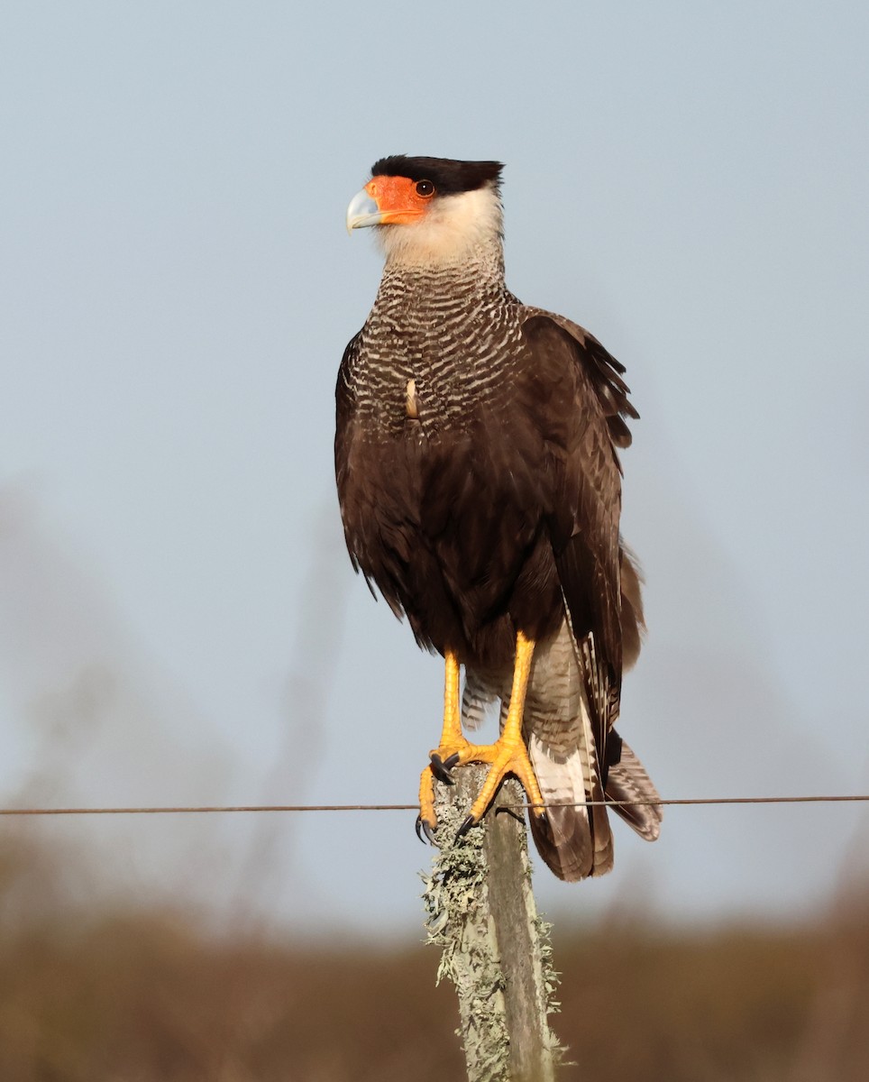 Crested Caracara - ML642876015