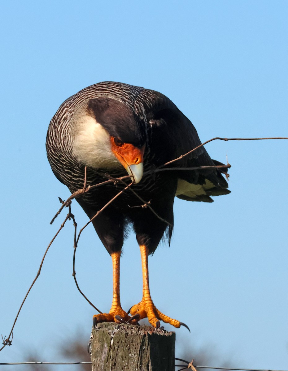Crested Caracara - ML642876016