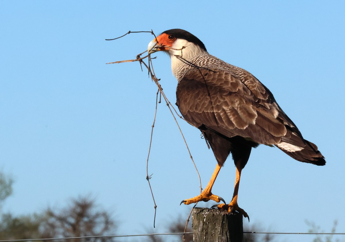 Crested Caracara - ML642876017