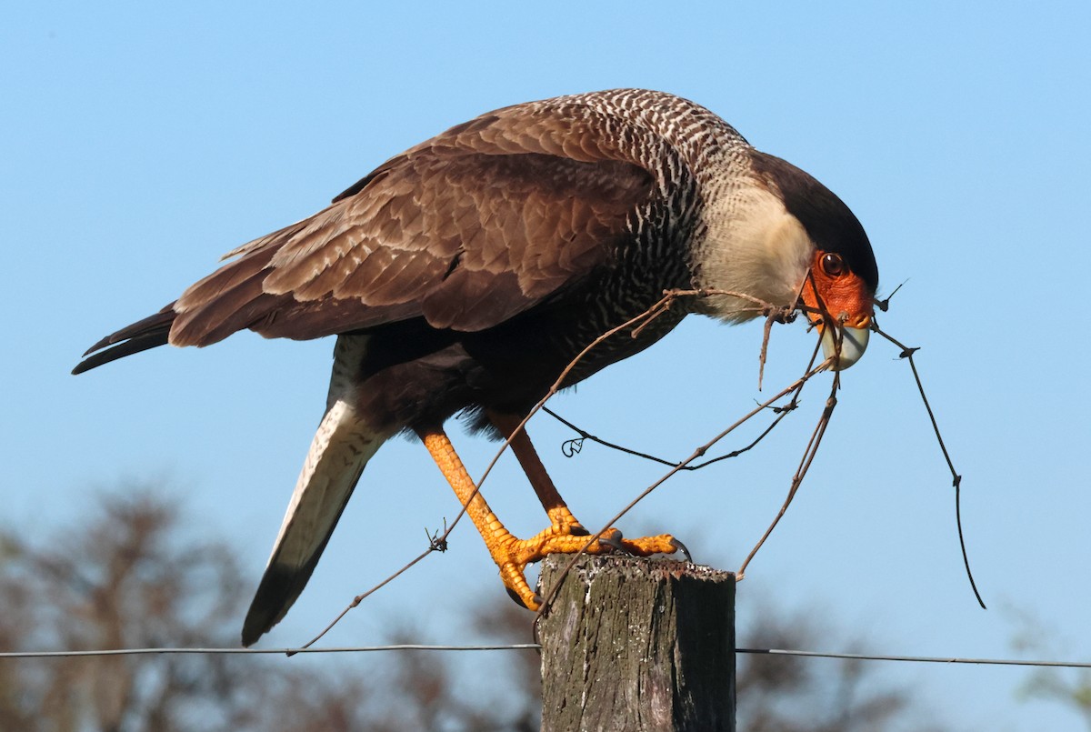 Crested Caracara - ML642876018