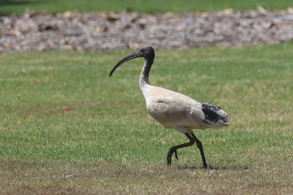 Australian Ibis - ML642876020