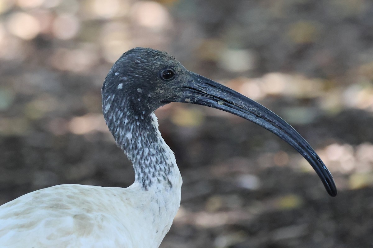 Australian Ibis - ML642876021