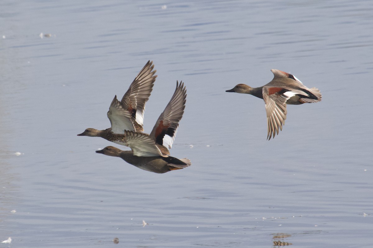 Gadwall - ML642876022