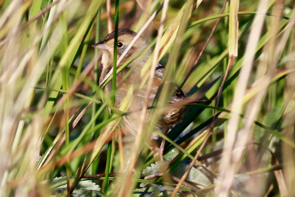 Nelson's Sparrow - ML642876023