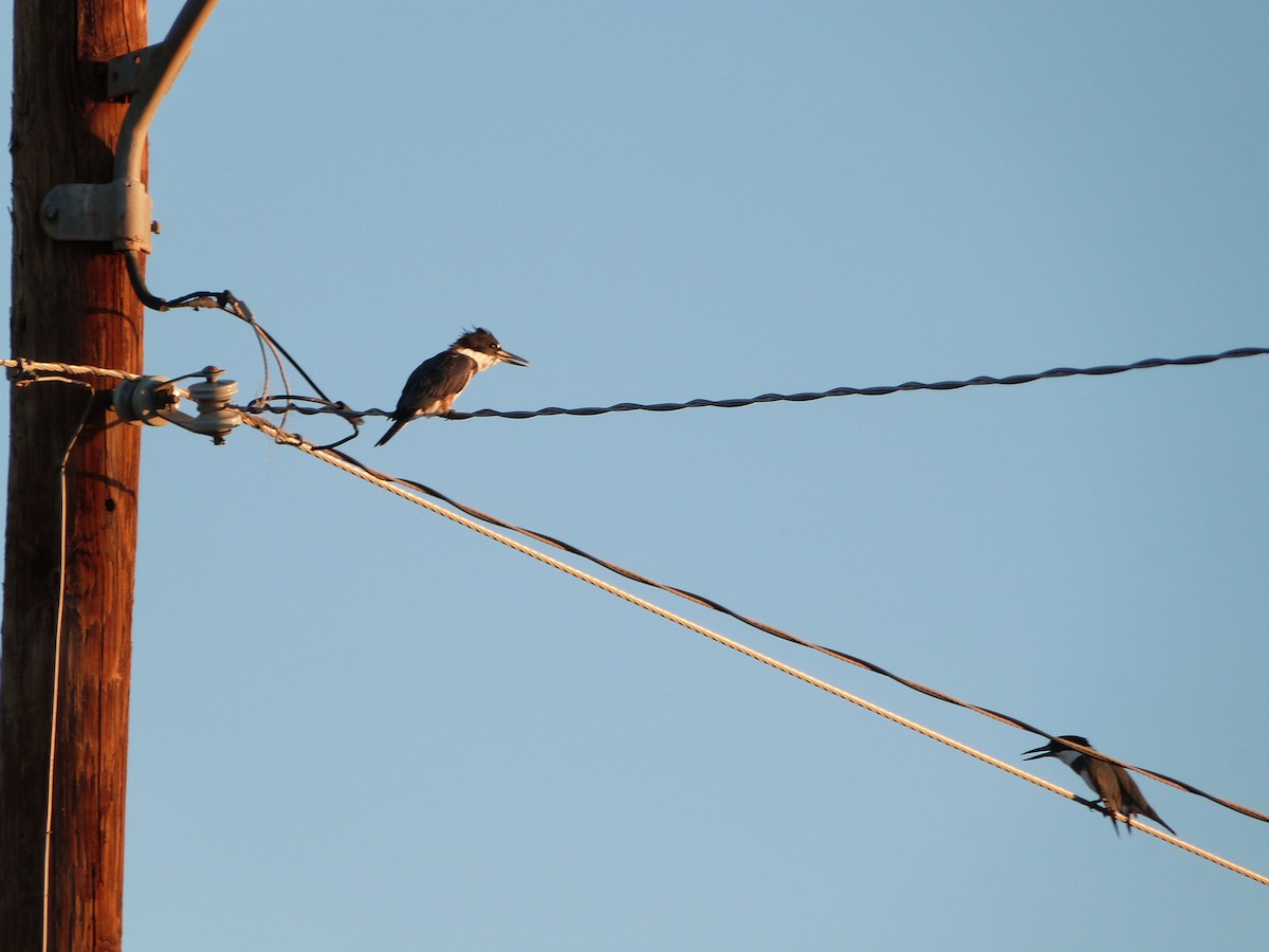 Belted Kingfisher - ML642876026
