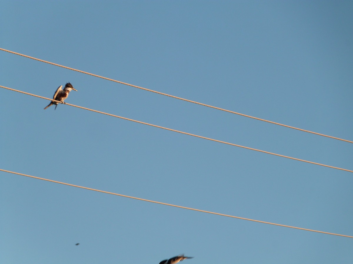 Belted Kingfisher - ML642876029