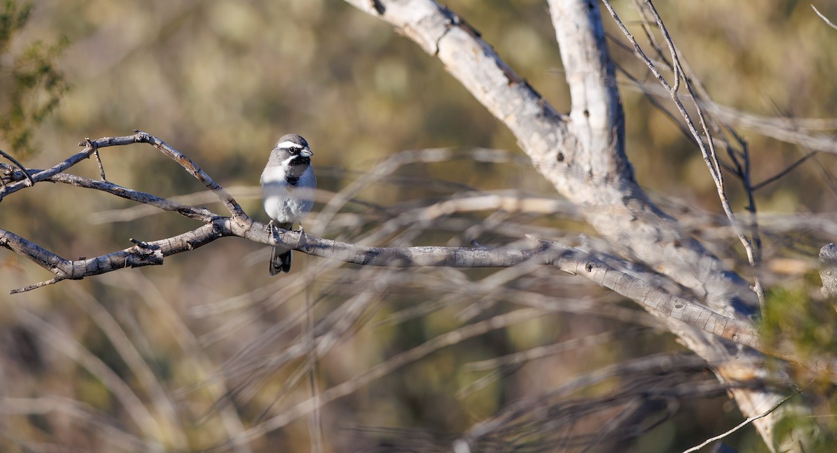 Black-throated Sparrow - ML642876034