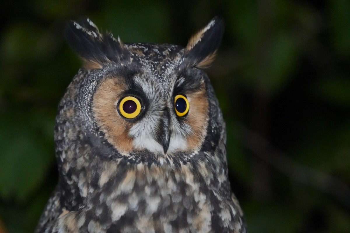 Long-eared Owl - ML642876036