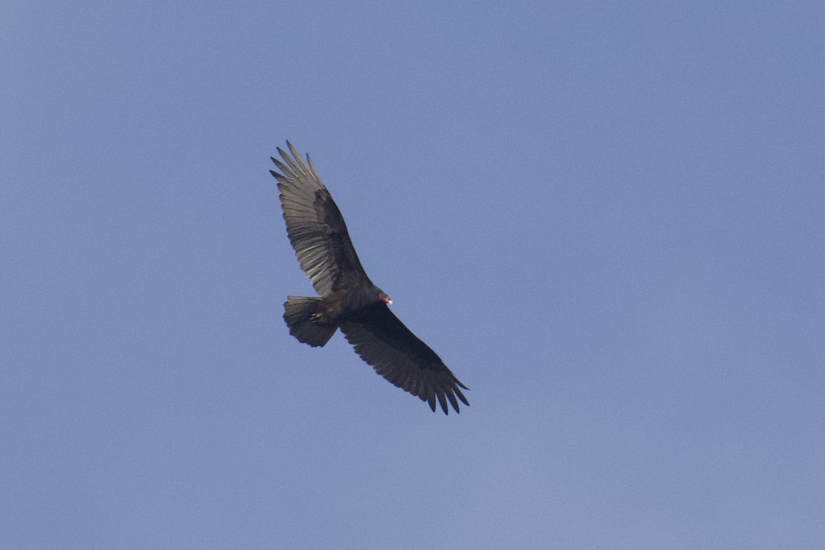 Turkey Vulture - ML642876037