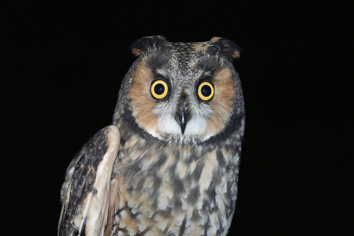 Long-eared Owl - ML642876038