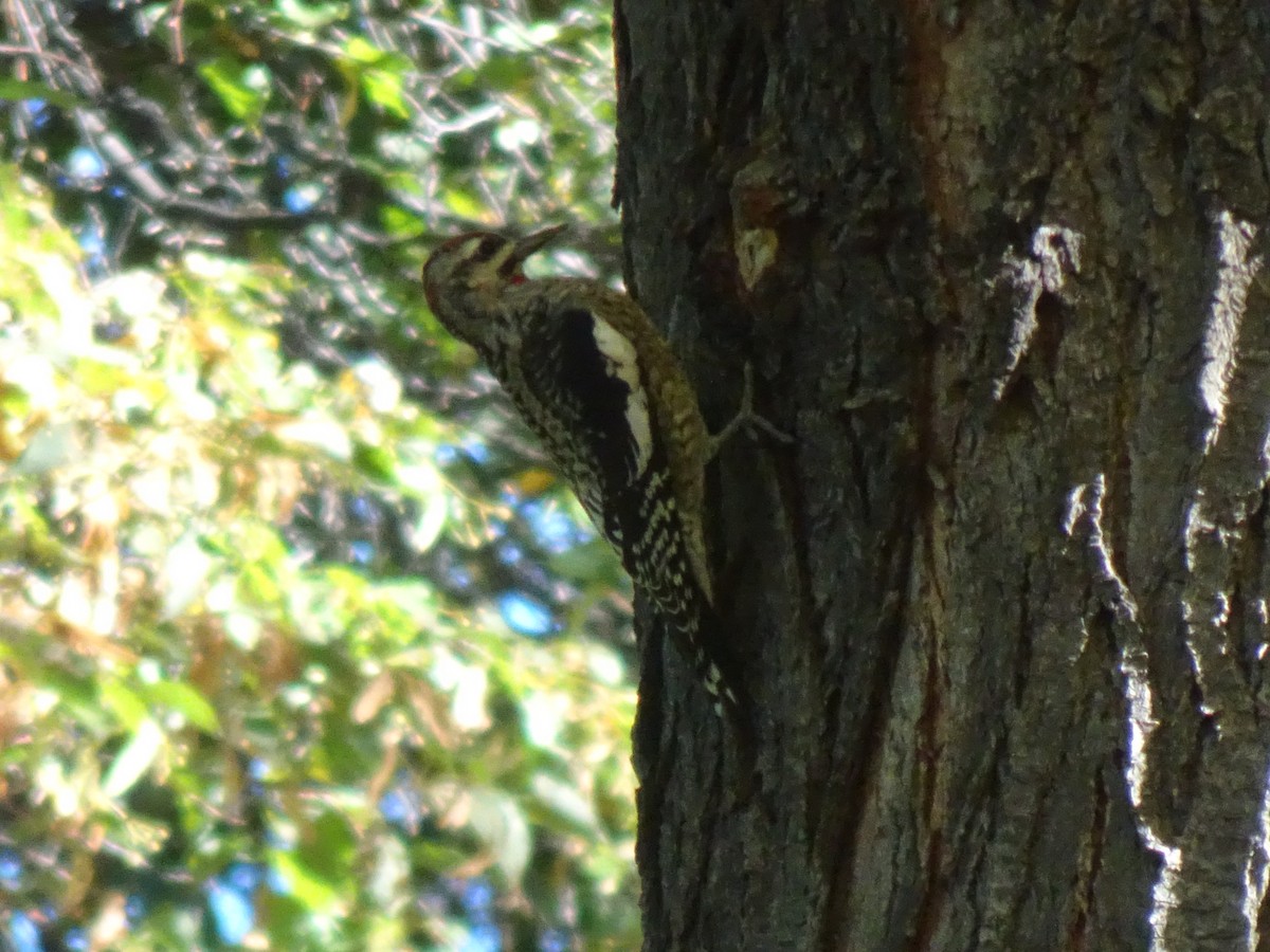Red-naped Sapsucker - ML642876043