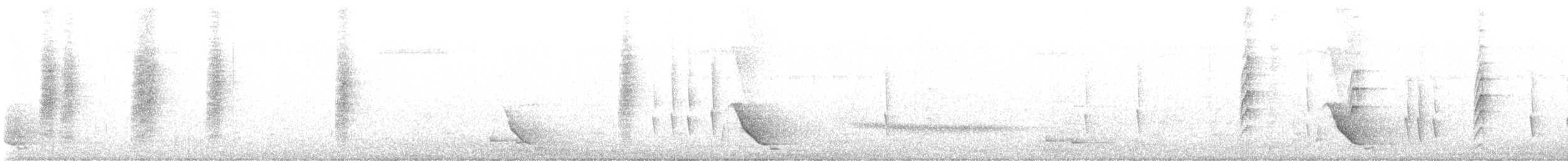 Malaysian Pied-Fantail - ML642876046