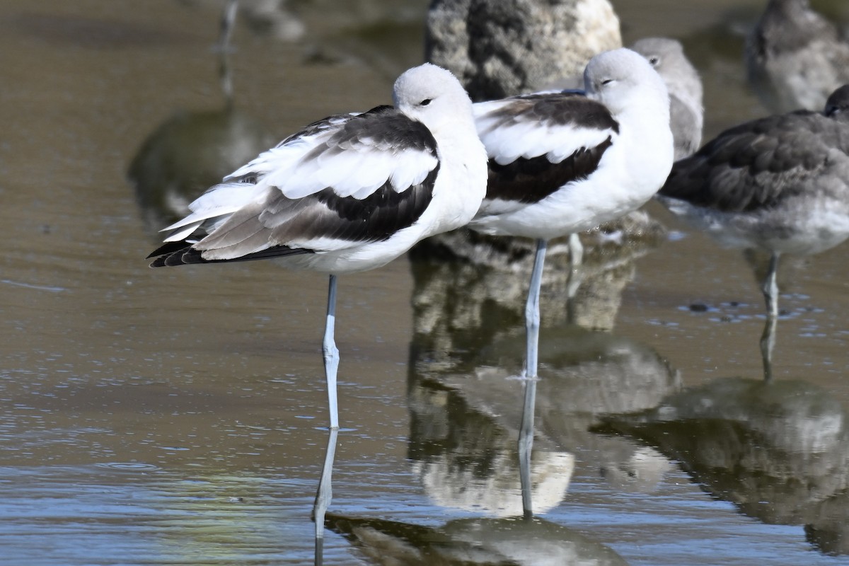 American Avocet - ML642876050