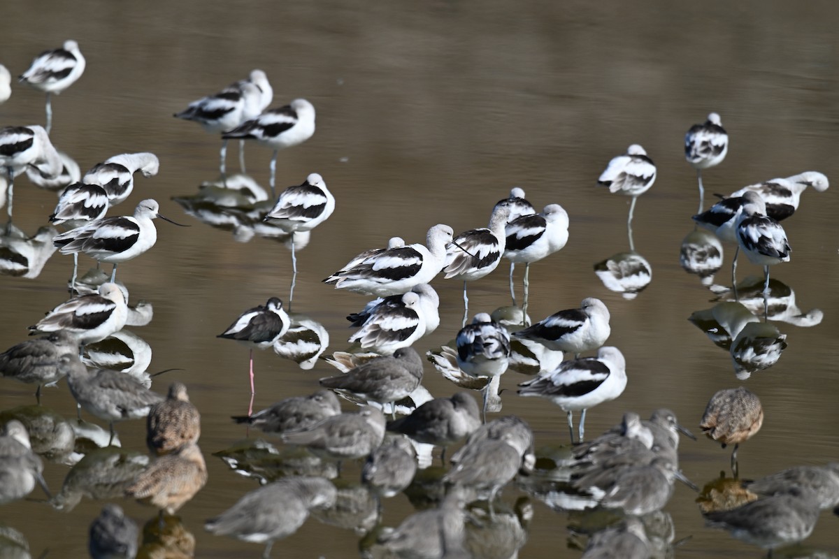 American Avocet - ML642876053