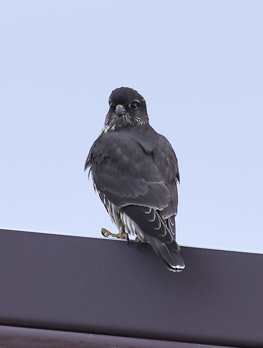 Merlin - ML642876054